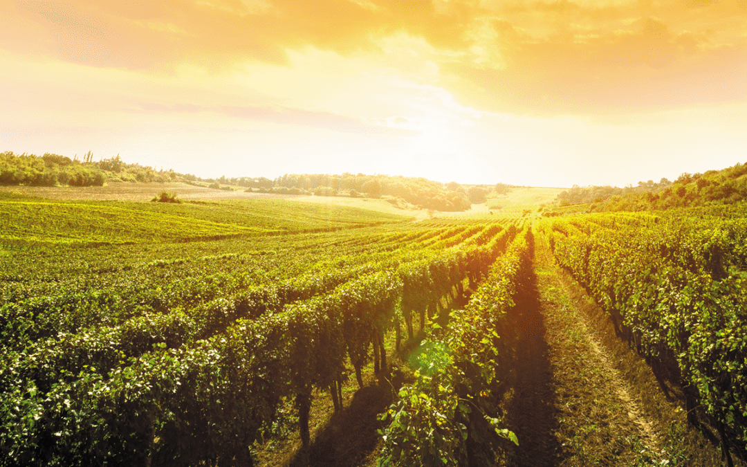 Los mejores 5 vinos de Valencia