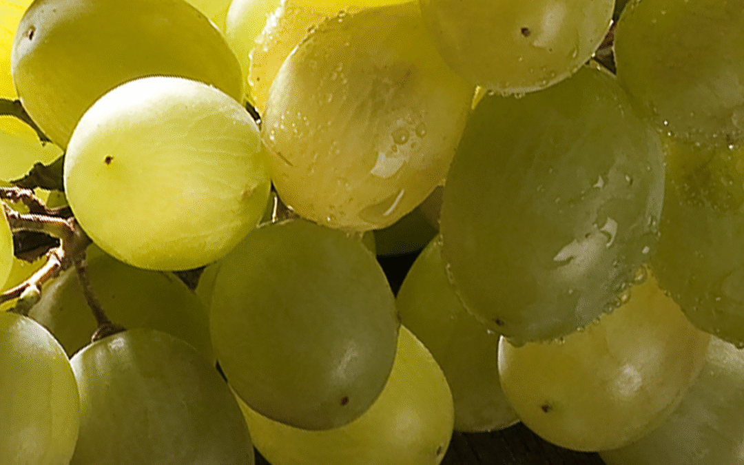 Los Mejores Vinos de Alicante